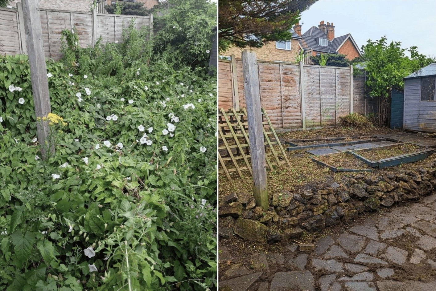Before and after of an overgrown garden bed cleared and tidied