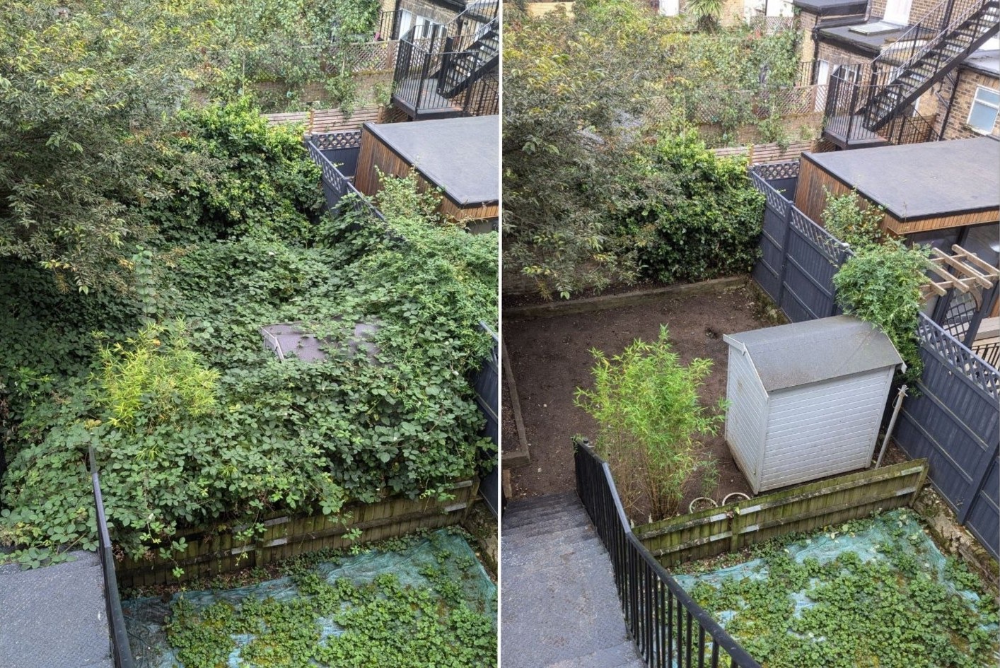Before and after of an overgrown garden passage cleared beside a fence