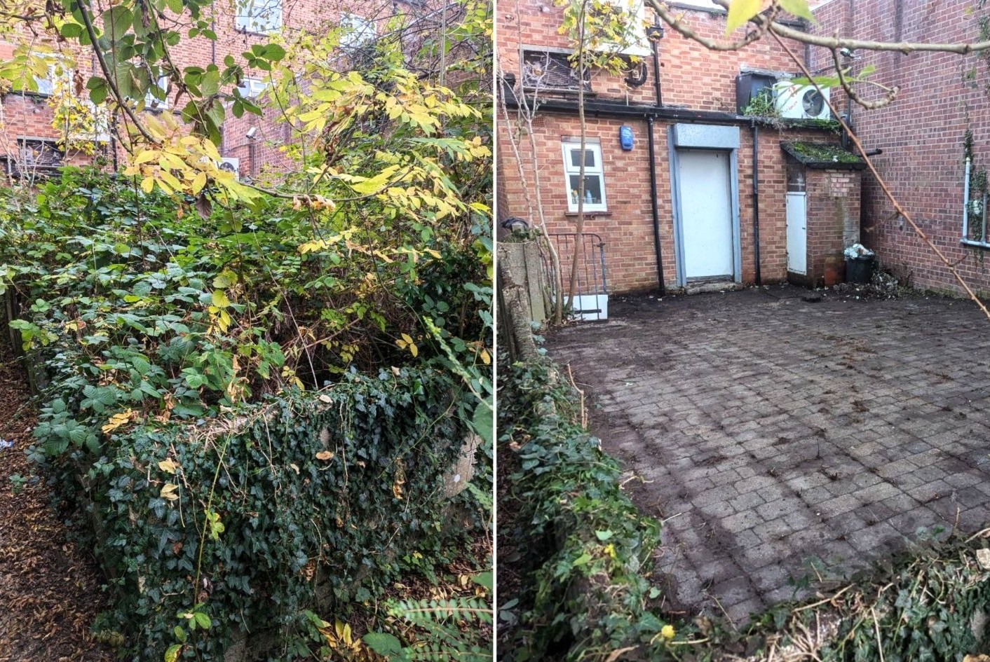 Before and after of an overgrown garden cleared around a shed and planting beds